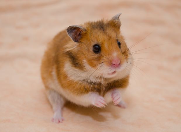 Hamster de Estimação