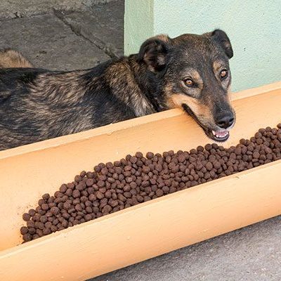 Pode alimentar animais abandonados nas áreas comuns do condomínio