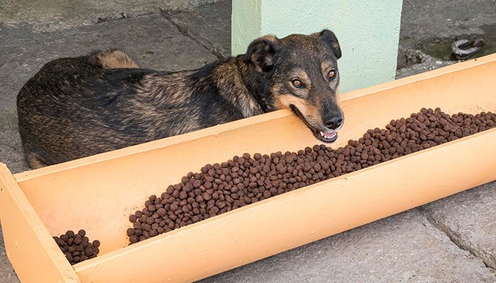 Pode alimentar animais abandonados nas áreas comuns do condomínio