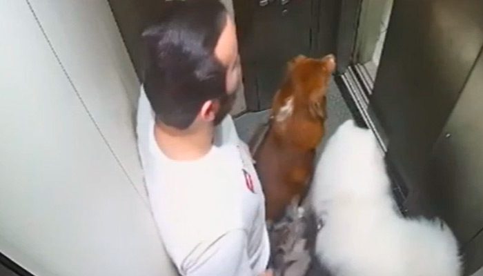 Câmera flagra homem agredindo cachorros em condomínio residencial em Boa Viagem