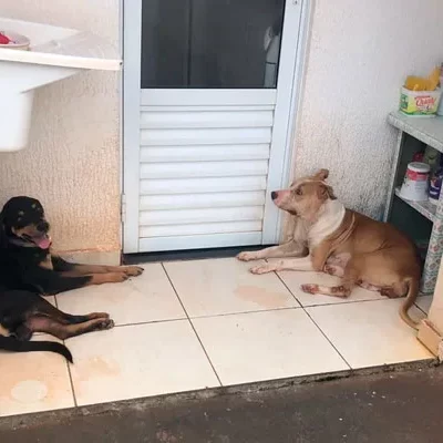 Cachorros foram encontrados sem água e comida em Rio Preto