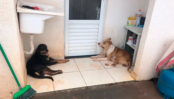 Cachorros foram encontrados sem água e comida em Rio Preto