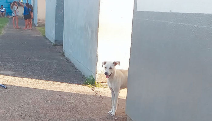 Síndico reclama de cães e gatos soltos no Residencial Santo Antônio