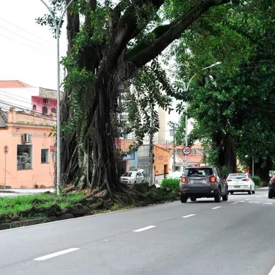 Árvores são uma preocupação a mais na chuva