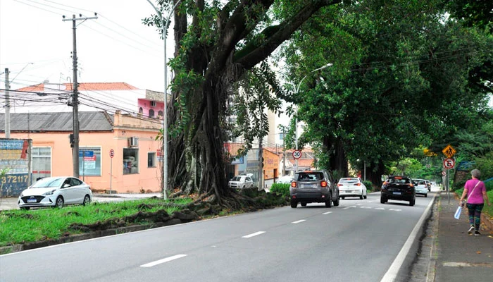 Árvores são uma preocupação a mais na chuva