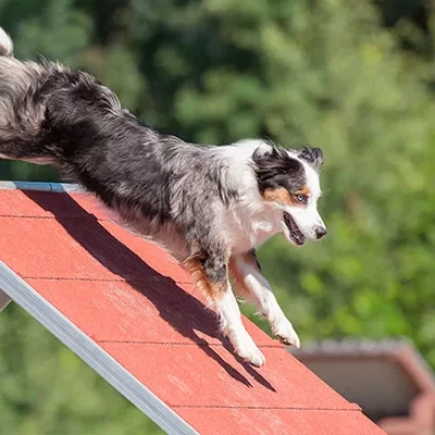 Pet Place: área de lazer para os pets está em alta