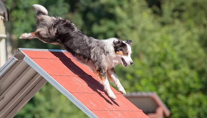 Pet Place: área de lazer para os pets está em alta