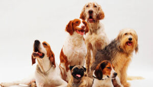 Moradores acionam Justiça após condomínio proibir passeio de cães com coleira