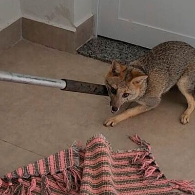 Defesa Civil captura raposa-do-campo em condomínio de Cosmópolis