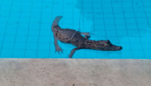 Jacaré é resgatado em piscina de condomínio na zona Leste de Teresina