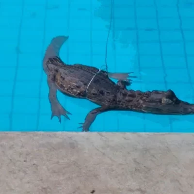 Jacaré é resgatado em piscina de condomínio na zona Leste de Teresina