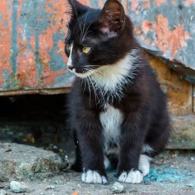 As misteriosas mortes de gatos em antigo condomínio de Brasília