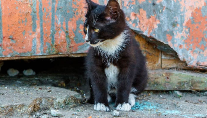 As misteriosas mortes de gatos em antigo condomínio de Brasília