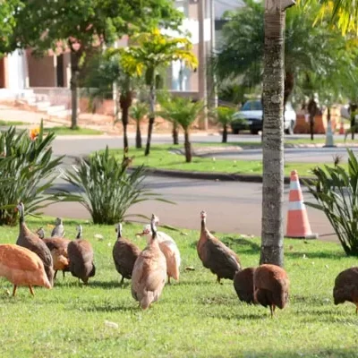 Criação de galinhas d’angola causa polêmica em condomínio de Santa Bárbara