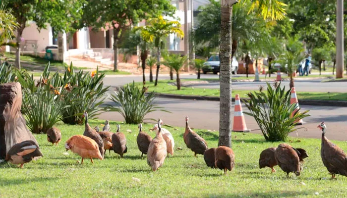 Criação de galinhas d’angola causa polêmica em condomínio de Santa Bárbara