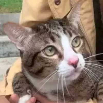 Gato cai de prédio alto em cima de carro e sai andando