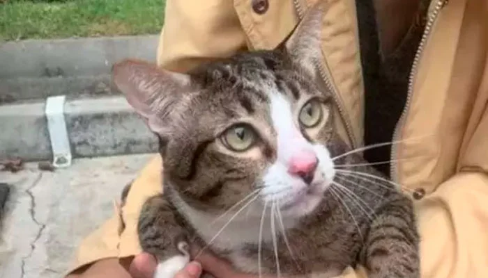 Gato cai de prédio alto em cima de carro e sai andando