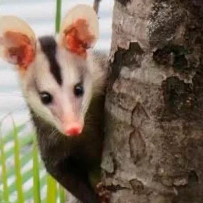 Raposinha vira atração em condomínio de Campinas