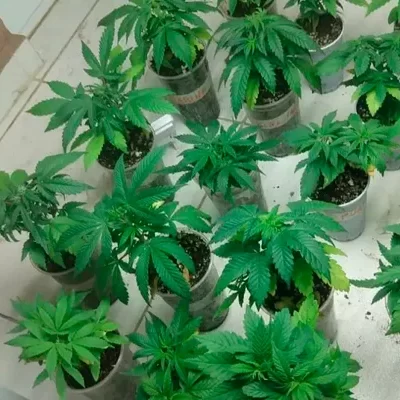 Moradora cultivava mais de 20 pés de maconha em sacada de apartamento na Grande Curitiba