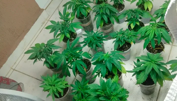 Moradora cultivava mais de 20 pés de maconha em sacada de apartamento na Grande Curitiba