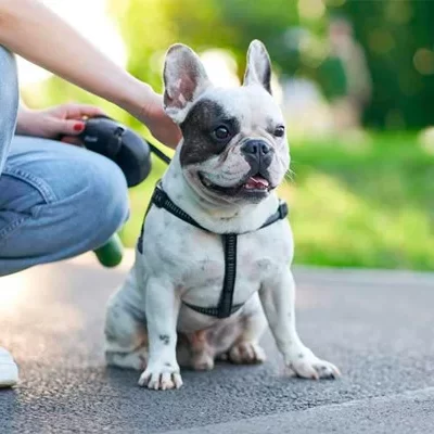 6 em cada 10 pets em condomínios são cães