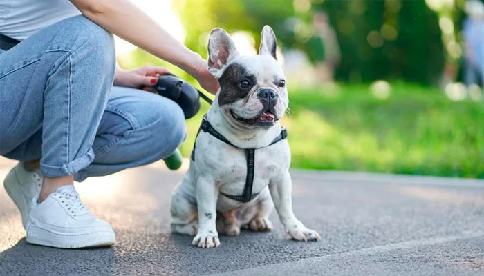 6 em cada 10 pets em condomínios são cães