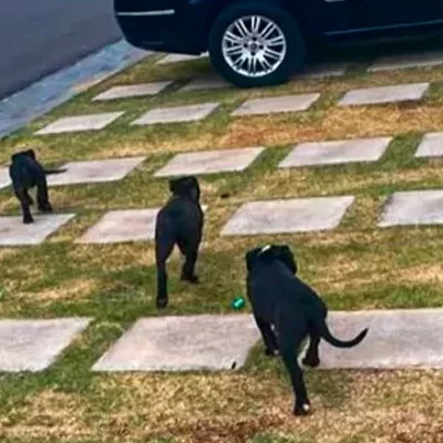 Homem cria 5 pit-bulls soltos em condomínio e assusta moradores