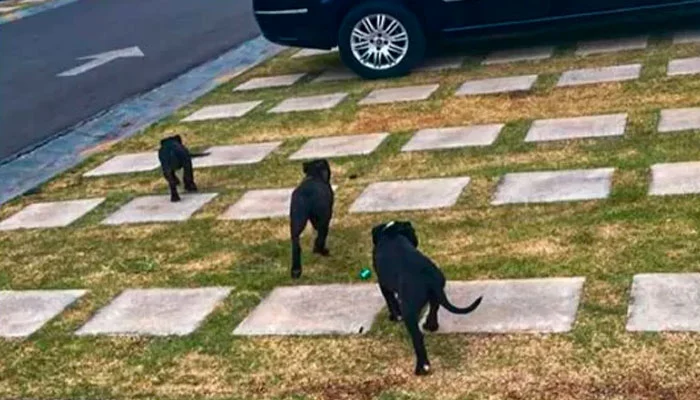 Homem cria 5 pit-bulls soltos em condomínio e assusta moradores