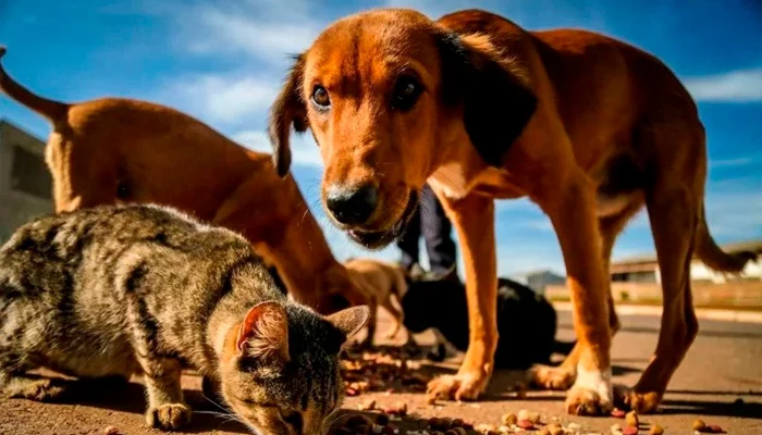 Condomínio tenta impedir que moradores acolham animais de rua