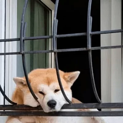 Mulher é condenada após cachorro morrer em apartamento enquanto viajava