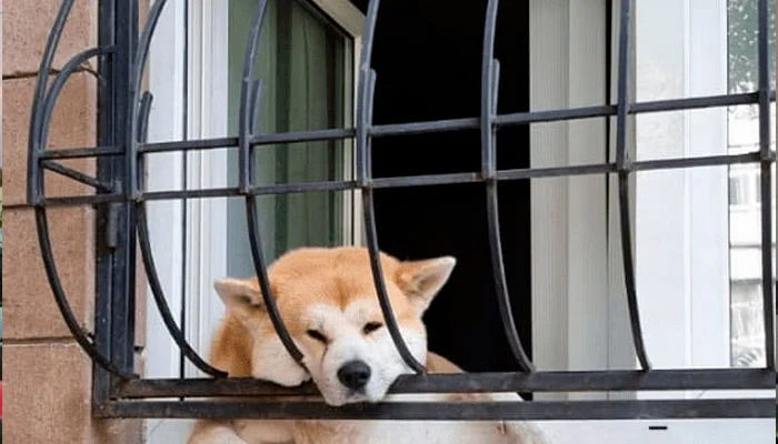 Mulher é condenada após cachorro morrer em apartamento enquanto viajava