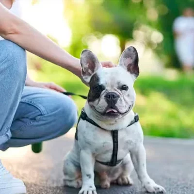 Condomínios podem proibir a presença de pets