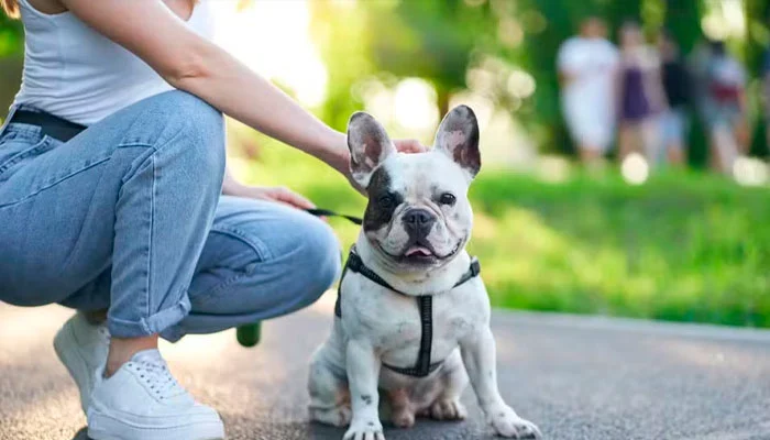 Condomínios podem proibir a presença de pets