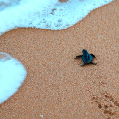 Condomínio resort no litoral de SE cumpre medidas de acordo com o MPF para proteger área de desova de tartarugas