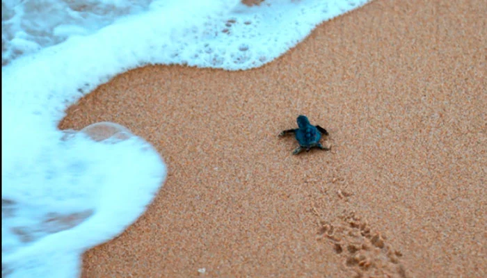 Condomínio resort no litoral de SE cumpre medidas de acordo com o MPF para proteger área de desova de tartarugas