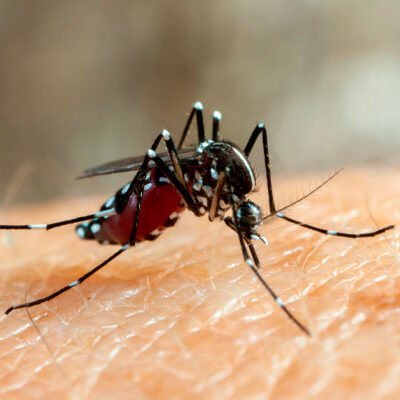 Dicas para evitar a dengue nos condomínios