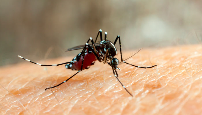 Dicas para evitar a dengue nos condomínios
