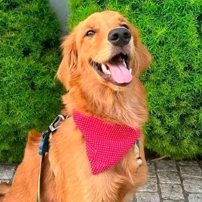 Golden Retriever vence batalha judicial contra condomínio em Blumenau