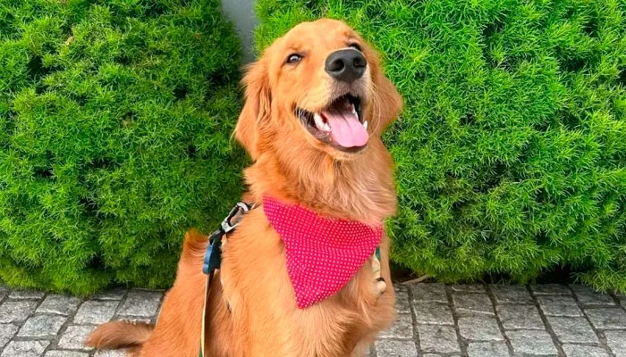 Golden Retriever vence batalha judicial contra condomínio em Blumenau