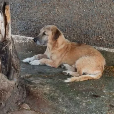 Morador denuncia que condomínio vira ponto de abandono de cães