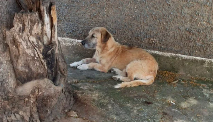 Morador denuncia que condomínio vira ponto de abandono de cães