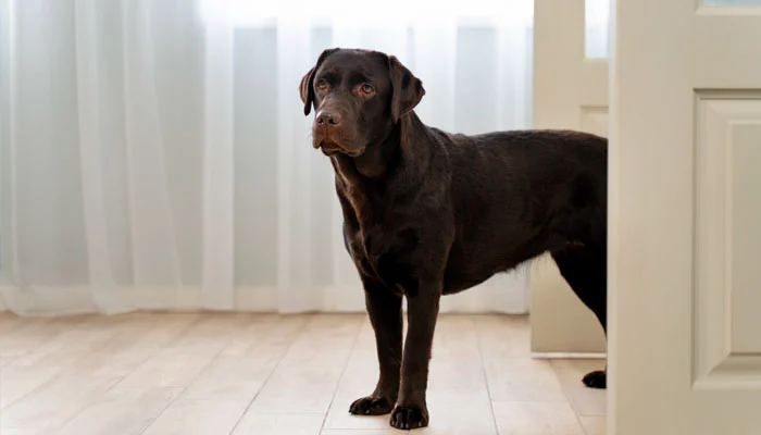 Morador processa vizinho e condomínio por atitude de pet em apartamento