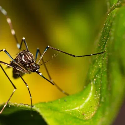 visitas noturnas ampliam atuação e reforçam participação da população