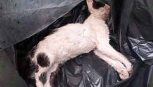 Moradora ameaça síndico após usar veneno para matar gatos