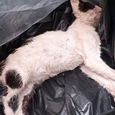 Moradora ameaça síndico após usar veneno para matar gatos