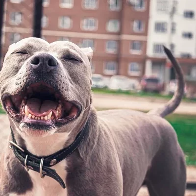 O condomínio pode restringir o tamanho do animais de estimação