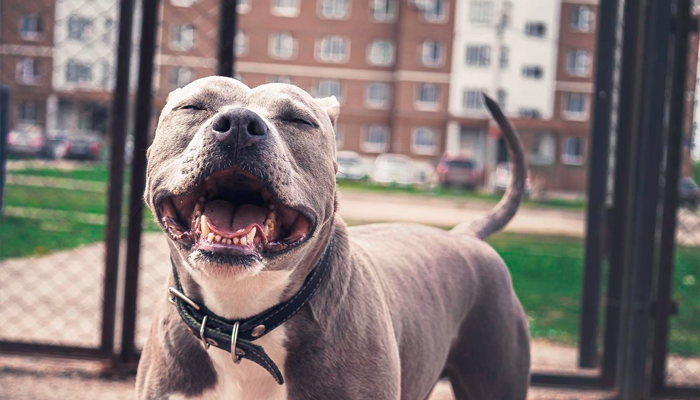 O condomínio pode restringir o tamanho do animais de estimação