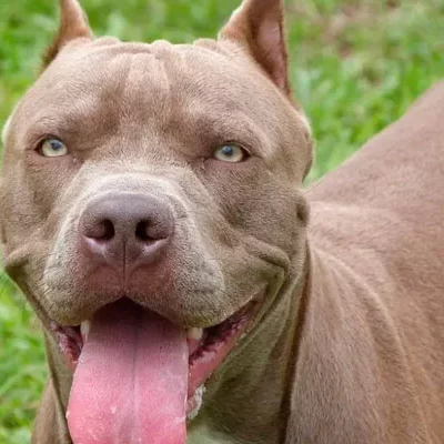 "A forma como o animal é criado, influencia nas suas ações", diz adestrador sobre comportamento de cães da raça Pitbull