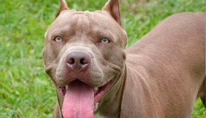 "A forma como o animal é criado, influencia nas suas ações", diz adestrador sobre comportamento de cães da raça Pitbull