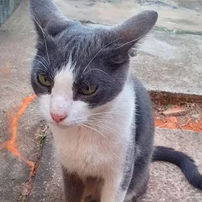 Moradora denuncia mortes de gatos em condomínio de Sorocaba com suspeita de uso de formol-sindicolegal